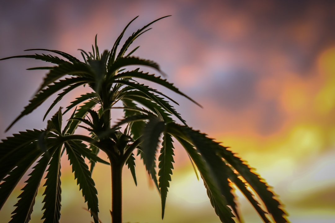 Relief for Sunburn: Cannabis to the Rescue